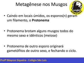 Metagênese nos Musgos
• Caindo em locais úmidos, os esporos(n) geram
um filamento, o Protonema
• Protonema brotam alguns musgos todos do
mesmo sexo e idênticos (meiose)
• Protonema de outro esporo originará
gametófitos de outro sexo, e fechando o ciclo.
 
