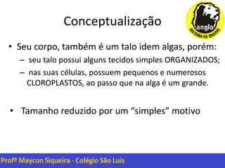 Conceptualização
• Seu corpo, também é um talo idem algas, porém:
– seu talo possui alguns tecidos simples ORGANIZADOS;
– nas suas células, possuem pequenos e numerosos
CLOROPLASTOS, ao passo que na alga é um grande.
• Tamanho reduzido por um “simples” motivo
 