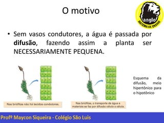 O motivo
• Sem vasos condutores, a água é passada por
difusão, fazendo assim a planta ser
NECESSARIAMENTE PEQUENA.
Esquema da
difusão, meio
hipertônico para
o hipotônico
 