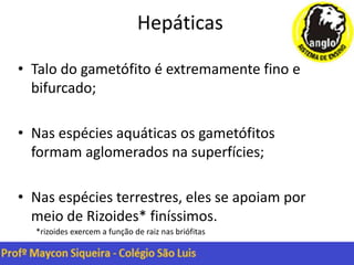 Hepáticas
• Talo do gametófito é extremamente fino e
bifurcado;
• Nas espécies aquáticas os gametófitos
formam aglomerados na superfícies;
• Nas espécies terrestres, eles se apoiam por
meio de Rizoides* finíssimos.
*rizoides exercem a função de raiz nas briófitas
 