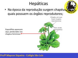 Hepáticas
• Na época da reprodução surgem chapéus, os
quais possuem os órgãos reprodutores;
Esporófitos aparecem
aqui, pendurados nos
chapéus femininos.
 