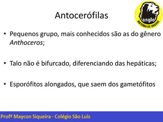 Antocerófilas
• Pequenos grupo, mais conhecidos são as do gênero
Anthoceros;
• Talo não é bifurcado, diferenciando das hepáticas;
• Esporófitos alongados, que saem dos gametófitos
 