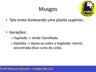 Musgos
• Talo ereto lembrando uma planta superior;
• Gerações:
– Haploide -> Verde Clorofilada
– Diploide -> Apoia-se sobre a Haploide, menos
encontrada (fase curta do ciclo).
 
