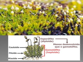 Briófitas e pteridóditas
