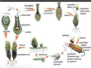 Briófitas e pteridóditas