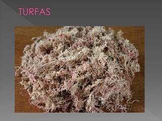 Briófitas e pteridóditas