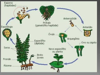 Briófitas e pteridóditas