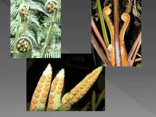 Briófitas e pteridóditas