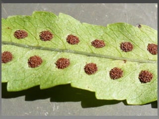 Briófitas e pteridóditas