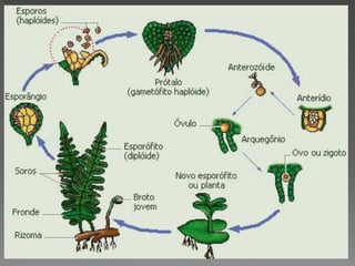 Briófitas e pteridóditas