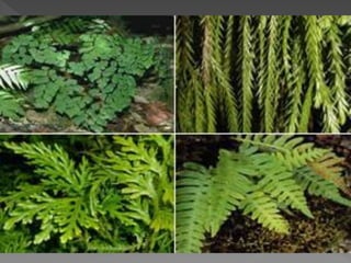 Briófitas e pteridóditas