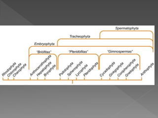 Briófitas e pteridóditas