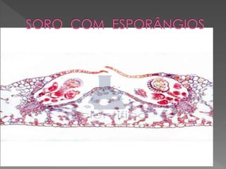 Briófitas e pteridóditas