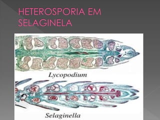 Briófitas e pteridóditas