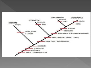 Briófitas e pteridóditas