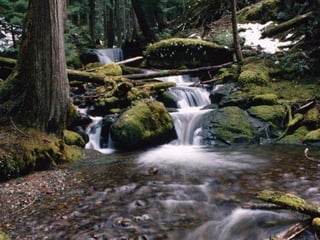 Briófitas e pteridóditas