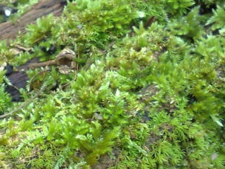 Briófitas e pteridóditas