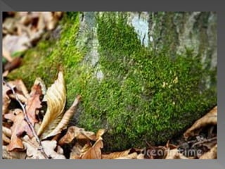 Briófitas e pteridóditas