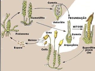 Briófitas e pteridóditas