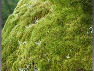 Briófitas e pteridóditas