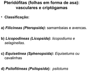 Pteridófitas (folhas em forma de asa):
       vasculares e criptógamas

• Classificação:

a) Filicineas (Pteropsida): samambaias e avencas.

b) Licopodineas (Licopsida): licopodiums e
  selaginellas.

c) Equisetinea (Sphenopsida): Equisetums ou
  cavalinhas

d) Psilofitineas (Psilopsida): psilotums
 