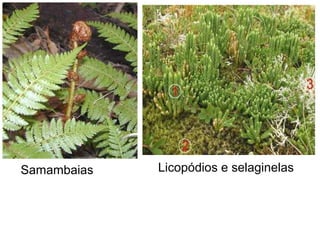 Samambaias   Licopódios e selaginelas
 