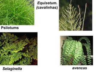 Equisetum.
              (cavalinhas)




Psilotums




Selaginella                  avencas
 