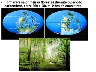 • Formaram as primeiras florestas durante o período
  carbonífero, entre 360 a 286 milhões de anos atrás.
 