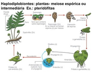Haplodiplobiontes: plantas- meiose espórica ou
intermediária Ex.: pteridófitas
 