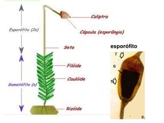 esporófito
 