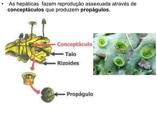 •    As hepáticas fazem reprodução assexuada através de
    conceptáculos que produzem propágulos.
 