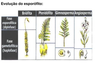 Evolução do esporófito:
 
