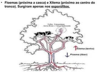 • Floemas (próxima a casca) e Xilema (próximo ao centro do
  tronco). Surgiram apenas nos esporófitos.
 