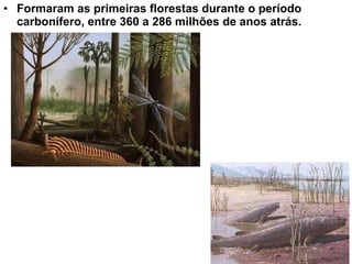 • Formaram as primeiras florestas durante o período
  carbonífero, entre 360 a 286 milhões de anos atrás.
 
