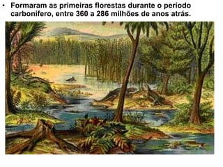 • Formaram as primeiras florestas durante o período
  carbonífero, entre 360 a 286 milhões de anos atrás.
 