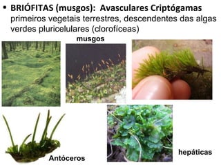 • BRIÓFITAS (musgos): Avasculares Criptógamas
 primeiros vegetais terrestres, descendentes das algas
 verdes pluricelulares (clorofíceas)
                 musgos




                                            hepáticas
          Antóceros
 