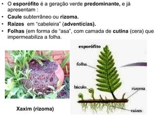 • O esporófito é a geração verde predominante, e já
  apresentam :
• Caule subterrâneo ou rizoma.
• Raízes em “cabeleira” (adventícias).
• Folhas (em forma de “asa”, com camada de cutina (cera) que
  impermeabiliza a folha.




     Xaxim (rizoma)
 