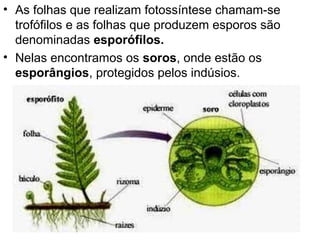 • As folhas que realizam fotossíntese chamam-se
  trofófilos e as folhas que produzem esporos são
  denominadas esporófilos.
• Nelas encontramos os soros, onde estão os
  esporângios, protegidos pelos indúsios.
 