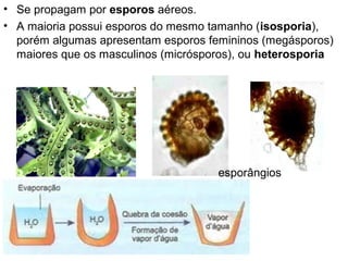 • Se propagam por esporos aéreos.
• A maioria possui esporos do mesmo tamanho (isosporia),
  porém algumas apresentam esporos femininos (megásporos)
  maiores que os masculinos (micrósporos), ou heterosporia




                                     esporângios
 
