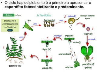 • O ciclo haplodiplobionte é o primeiro a apresentar o
  esporófito fotossintetizante e predominante.
 