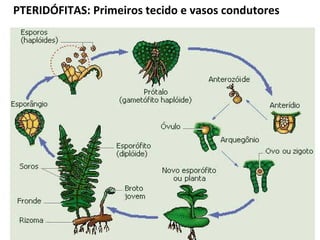 PTERIDÓFITAS: Primeiros tecido e vasos condutores
 