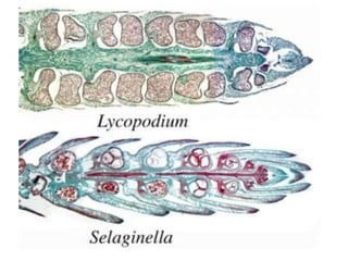 Briófitas e pteridófitas