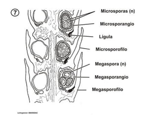 Briófitas e pteridófitas