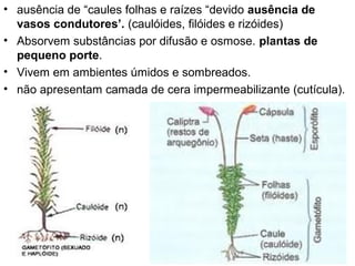 • ausência de “caules folhas e raízes “devido ausência de
  vasos condutores’. (caulóides, filóides e rizóides)
• Absorvem substâncias por difusão e osmose. plantas de
  pequeno porte.
• Vivem em ambientes úmidos e sombreados.
• não apresentam camada de cera impermeabilizante (cutícula).
 