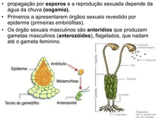 • propagação por esporos e a reprodução sexuada depende da
  água da chuva (oogamia).
• Primeiros a apresentarem órgãos sexuais revestido por
  epiderme (primeiras embriófitas).
• Os órgão sexuais masculinos são anterídios que produzem
  gametas masculinos (anterozóides), flagelados, que nadam
  até o gameta feminino.
 