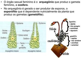 • O órgão sexual feminino é o arquegônio que produz o gameta
  feminino, a oosfera.
• No arquegônio é gerado o ser produtor de esporos, o
  esporófito que é dependente nutricialmente da planta que
  produz os gametas (gametófito).
 