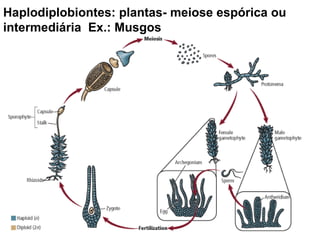 Haplodiplobiontes: plantas- meiose espórica ou
intermediária Ex.: Musgos
 