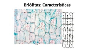 Briófitas: Características
 