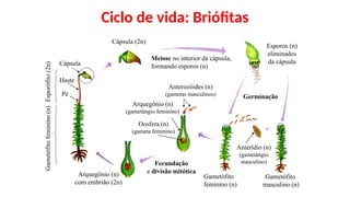 Ciclo de vida: Briófitas
Cápsula (2n)
Meiose no interior da cápsula,
formando esporos (n)
Esporos (n)
eliminados
da cápsula
Gametófito
masculino (n)
Gametófito
feminino (n)
Gametófito
feminino
(n)
Esporófito
(2n)
Pé
Haste
Cápsula
Anterídio (n)
(gametângio
masculino)
Anterozóides (n)
(gametas masculinos)
Arquegônio (n)
(gametângio feminino)
Oosfera (n)
(gameta feminino)
Fecundação
e divisão mitótica
Arquegônio (n)
com embrião (2n)
Germinação
 