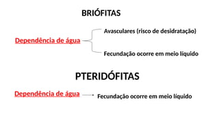 Dependência de água
Avasculares (risco de desidratação)
Fecundação ocorre em meio líquido
Dependência de água Fecundação ocorre em meio líquido
BRIÓFITAS
PTERIDÓFITAS
 